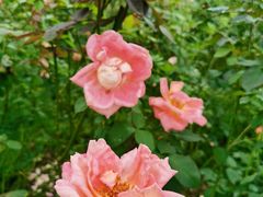 -都江堰玫瑰花溪谷