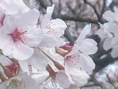 -天王浮山樱花园