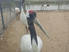 -盐城丹顶鹤湿地生态旅游区