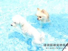 -汪说喵讲宠物乐园宠物酒店(红星美凯龙店)