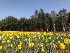 -东南花都花博园