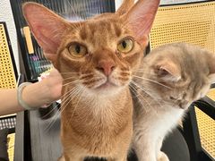 -琪喵猫屋·撸猫猫咖·猫舍