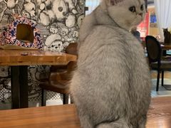 -猫小院猫主题餐厅(三里屯店)