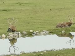 -北京麋鹿生态实验中心