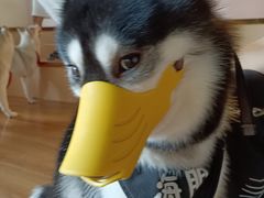 -Husky Go! 哈士奇体验馆·宠物咖啡厅狗咖