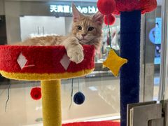 -babydoll猫舍·米努特·德文·缅因(久光中心店)