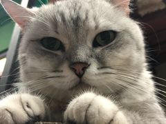 -猫咪博物馆(顶澳仔猫街店)