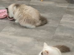 -楼上猫咖(罗湖店)