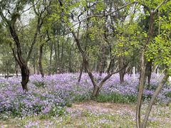 -永定河休闲森林公园
