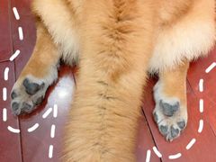 -喜柴咖啡·柴犬狗咖