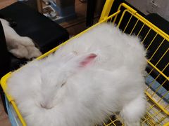 -猫色咖啡·猫咖