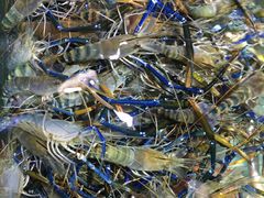 -渔民新村(番禺总店)