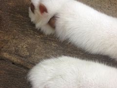 -TrueLove @ Neverland (Husky Cafe)
