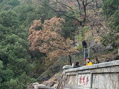 -醉得意·山茶油炒土鸡(泰安火车站大润发店)