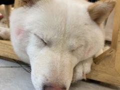 -柴犬小屋·柴餐厅·狗咖食堂(金鼎广场店)