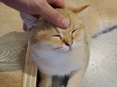 -南京Hallo宠物乐园·哈罗犬舍·柴犬繁育基地