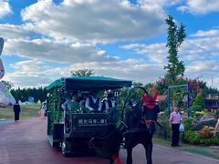 -荷兰花海