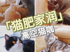 -Catmate·猫肥家润(金润铂宫店)