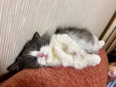 -猫大福·Fortune Cat猫舍(百子湾店)