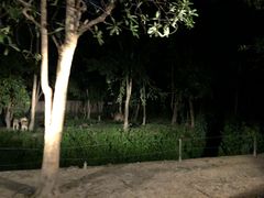 -清迈夜间动物园