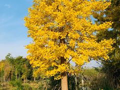 -白鹭湾湿地公园
