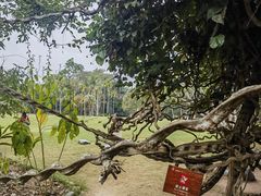 -中国科学院西双版纳热带植物园
