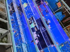 -哈尔滨道外花鸟鱼市场
