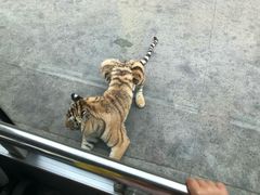 -西安秦岭野生动物园