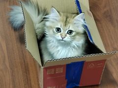 -十年猫舍·猫咪专门店(普陀店)