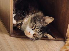-豆逗聊愈猫阁Easy Life