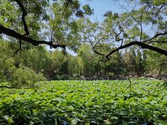 -莲池书院博物馆