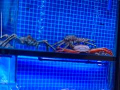 -驻海渔市(置信店)