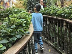 -正佳雨林生态植物园
