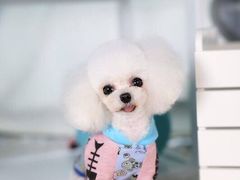 -读宠于你·约克夏比熊·睫角守宫·爬宠售卖(高新店)