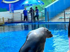 -北戴河圣蓝海洋公园