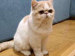 -滚猫咖啡·猫咖·猫友好撸猫(未来城店)