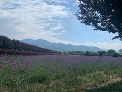 -曲江薰衣草庄园