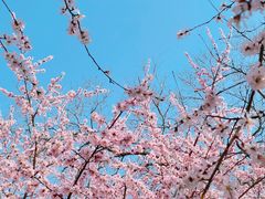 -桃花堤公园
