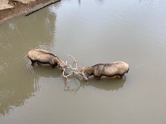 -日照海滨国家森林公园