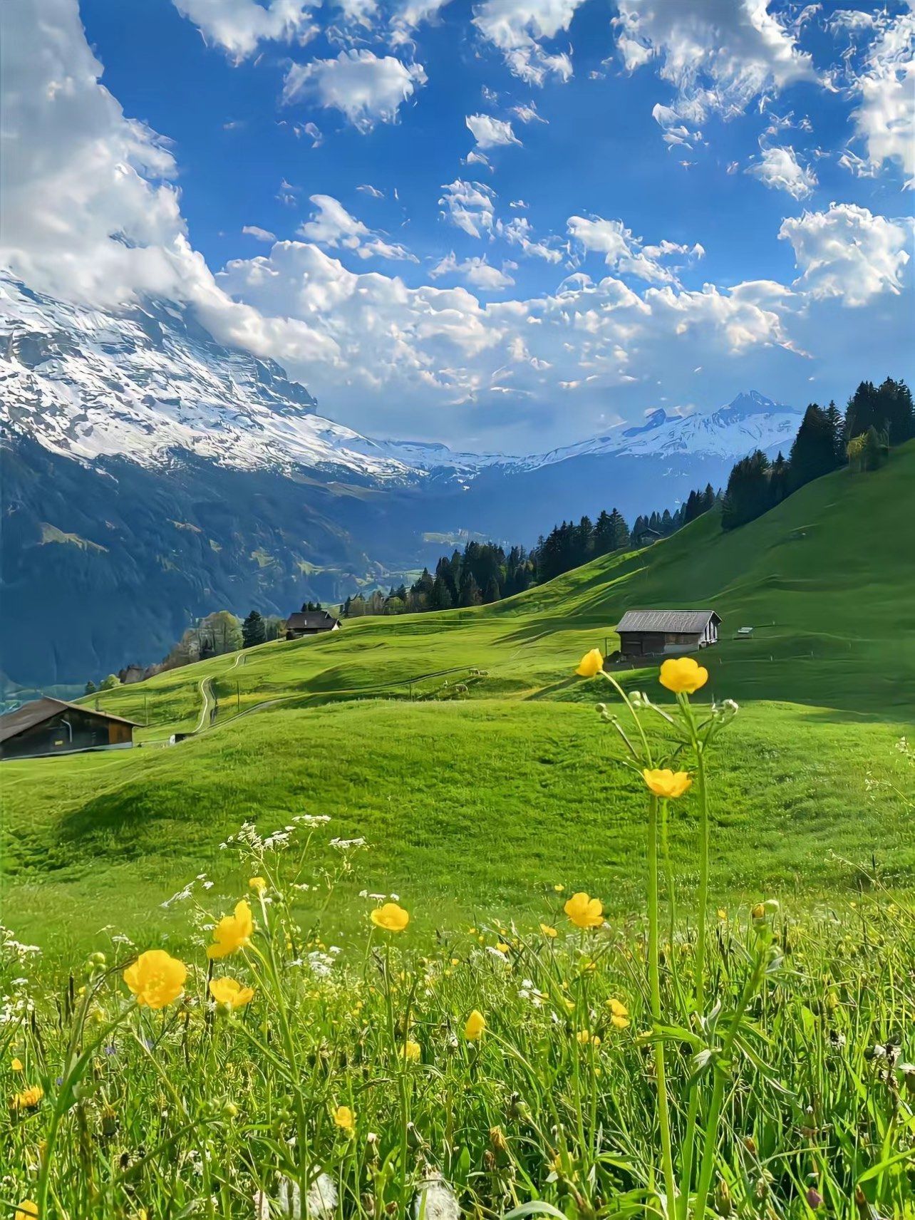 今日漫步山林,微风轻拂,绿树成荫,花草繁盛.