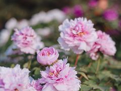 -玄武湖景区-情侣园游乐场