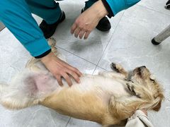 -中农国际动物医院24小时·猫科·骨科·急重症中心