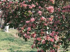 -长白岛森林公园