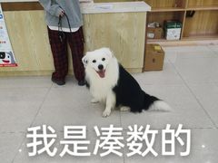-瑞鹏宠物医院犬猫全科(真大分院)