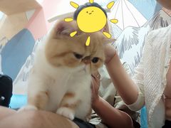 -滚猫咖啡·猫咖·猫友好撸猫(未来城店)