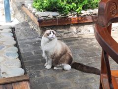 -喵屿·大理花园猫咖
