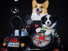 -超宠爱宠物摄影-Super pet