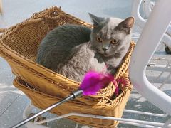 -共舞时光猫咖·狗咖(新街口店)