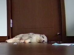 -虹泰宠物医院 ·旗舰店·24h(南秀路店)