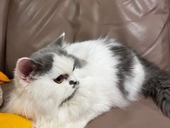 -猫大福·Fortune Cat猫舍(百子湾店)